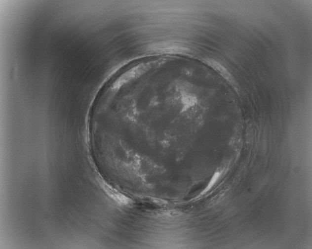 X0000068771031200605121656