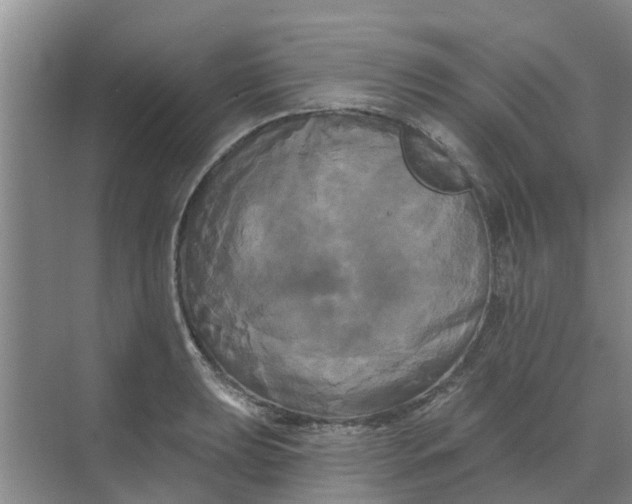 X0000068771039200605121656