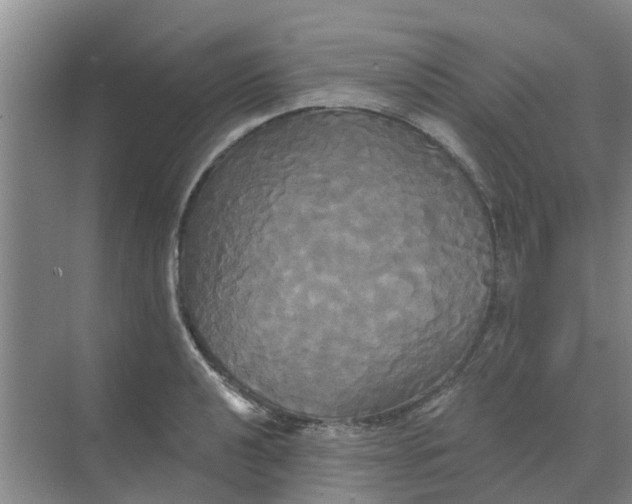 X0000068771040200605121656