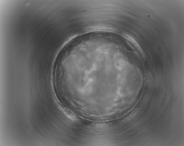 X0000068771043200605121656