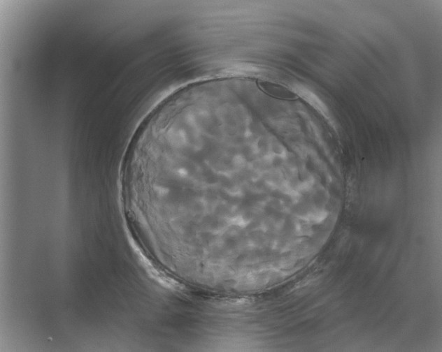 X0000068771047200605121656