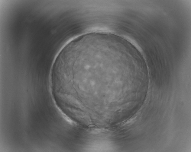 X0000068771056200605121657