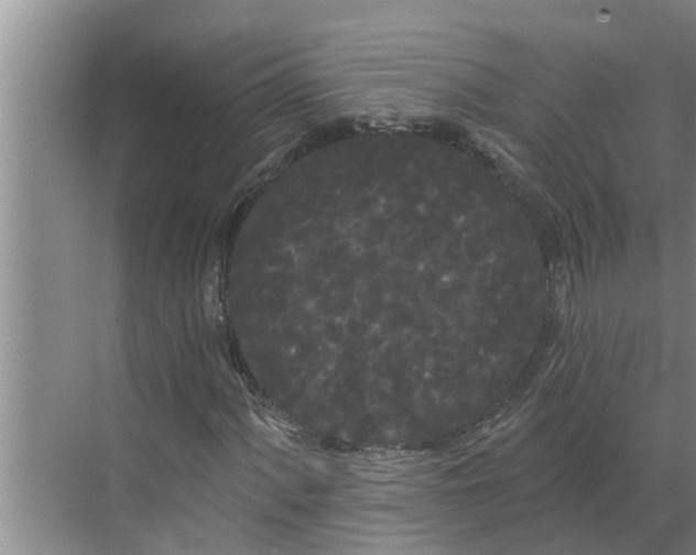 X0000068771060200605121656