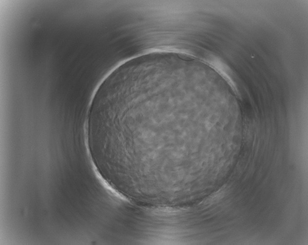 X0000068771100200605121655