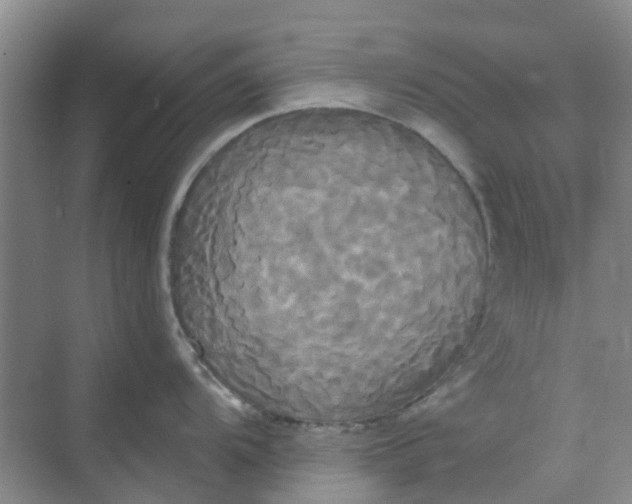 X0000068771104200605121655