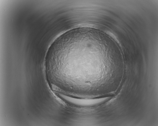 X0000068771133200605121655