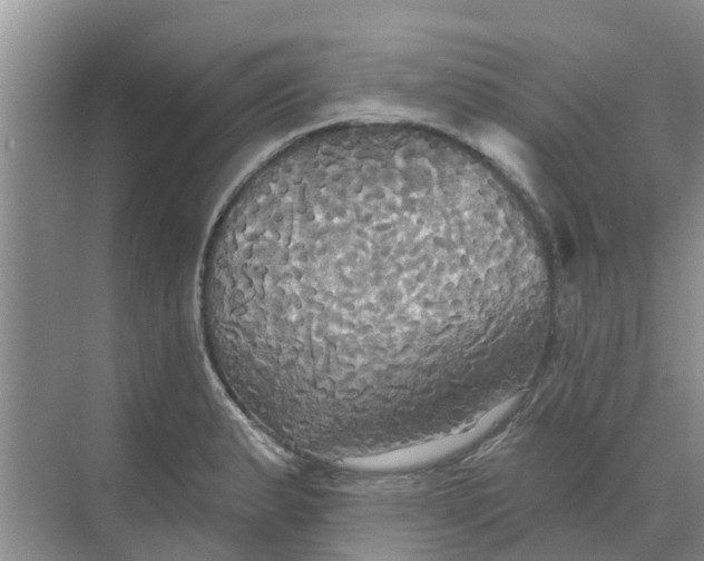 X0000068771183200605121654