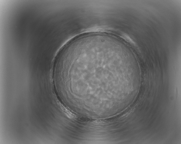 X0000068771216200605121653