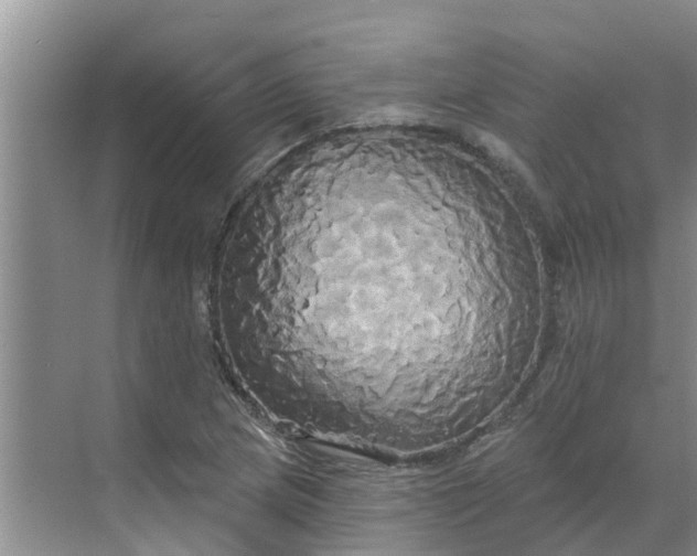 X0000068771217200605121653