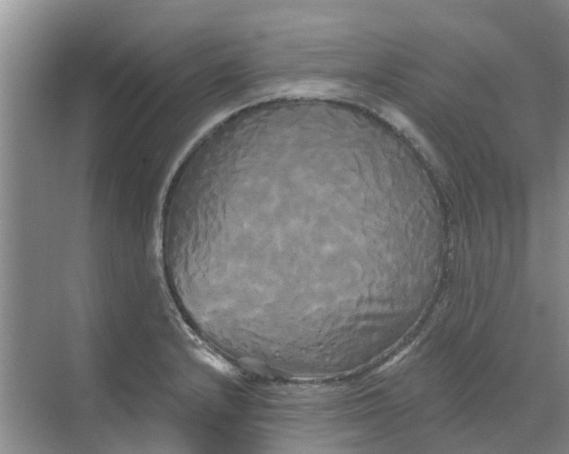 X0000068771232200605121653