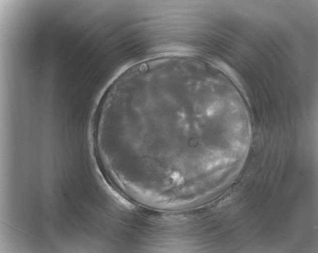 X0000068771243200605121653