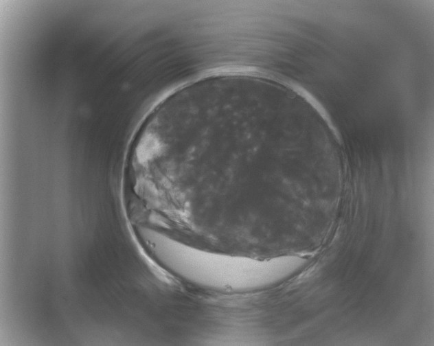 X0000068771245200605121653