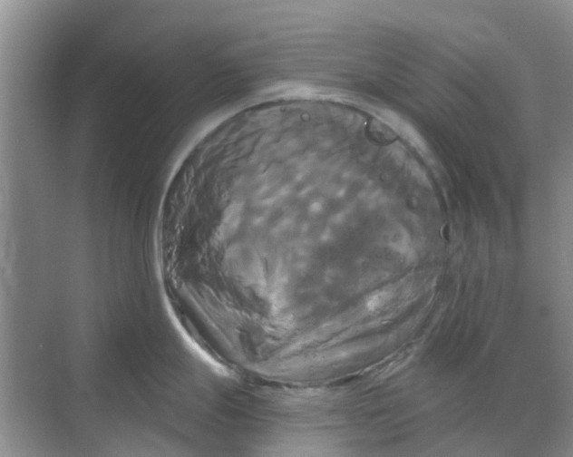 X0000068771247200605121653