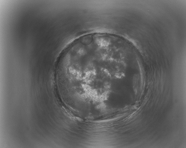 X0000068771263200605121652