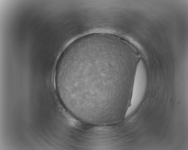 X0000068771272200605121652