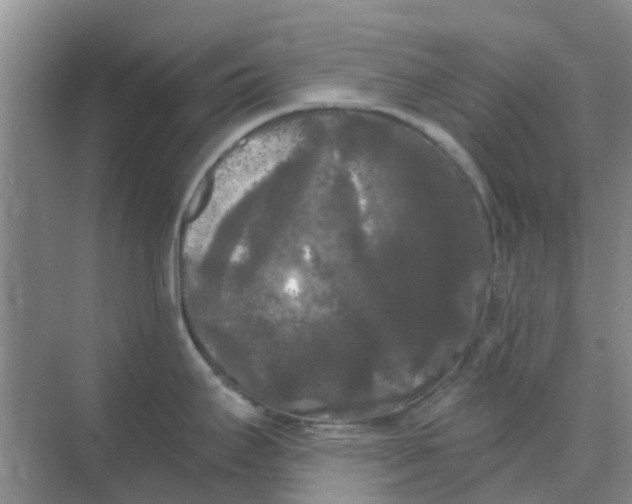 X0000068771295200605121652