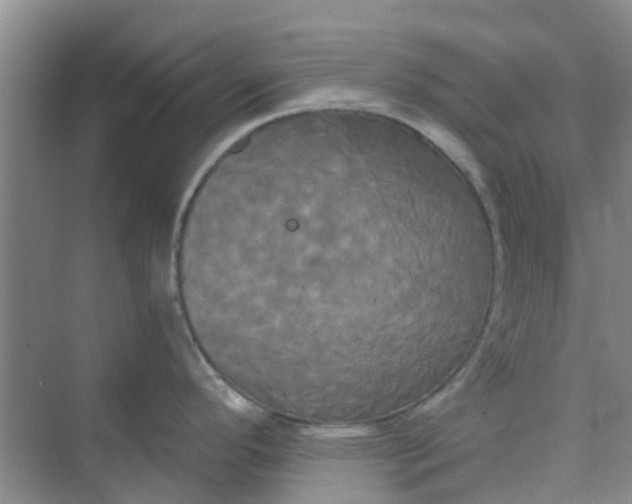 X0000068771296200605121652