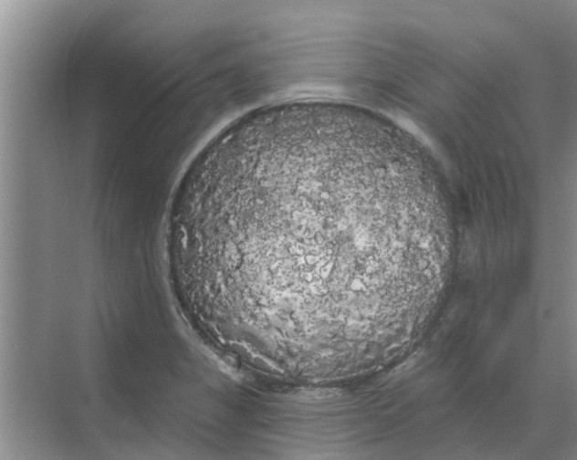 X0000068771325200605121651