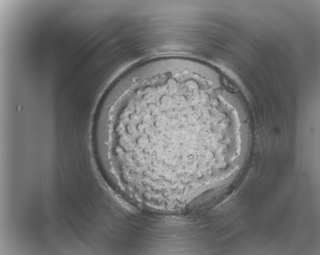 X0000068771333200605121652