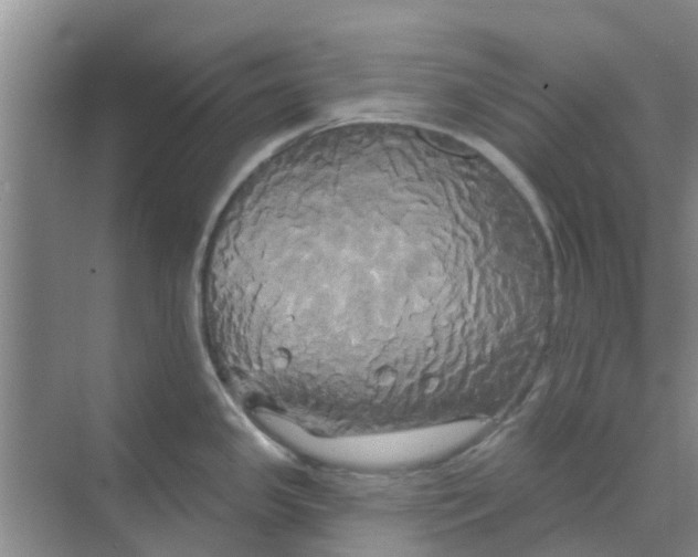 X0000068771341200605121652