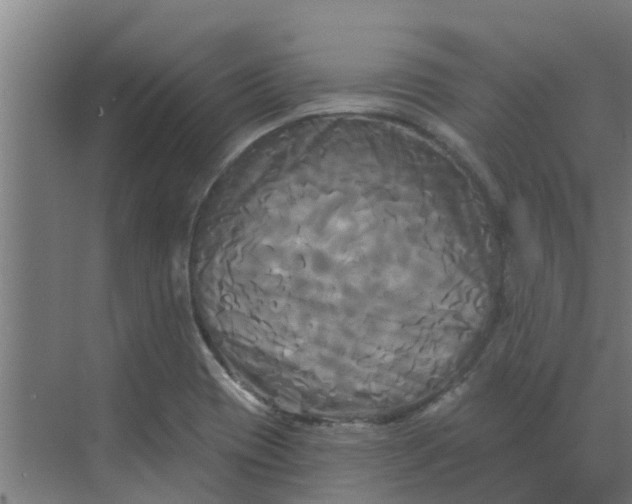 X0000068771417200605121650