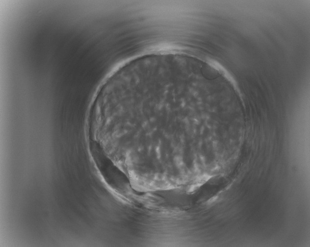 X0000068771429200605121650