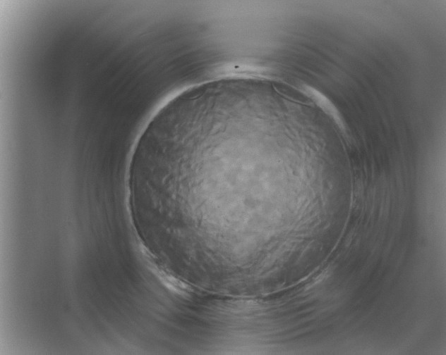 X0000068771435200605121650