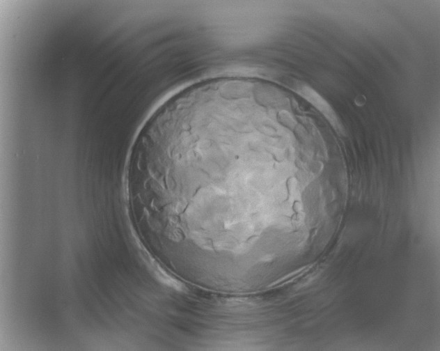 X0000068771436200605121650