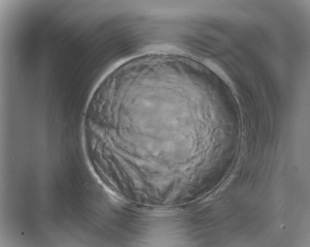 X0000068771440200605121650