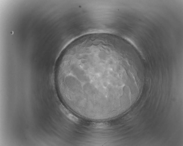 X0000068771460200605121649