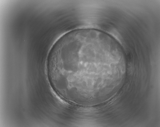 X0000068771468200605121649