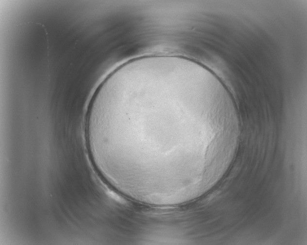 X0000068771486200605121649