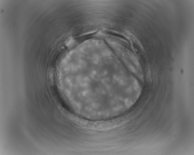 X0000068770026200605191659