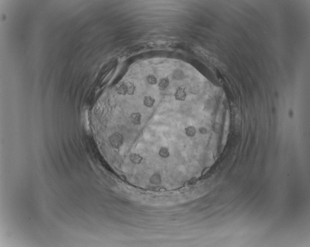 X0000068770042200605191659