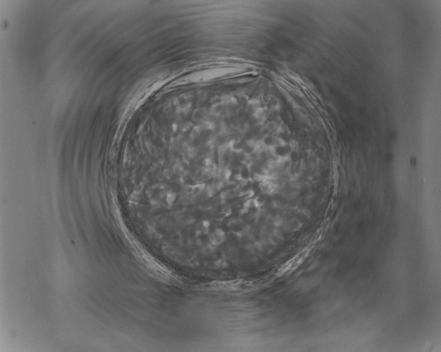 X0000068770049200605191658