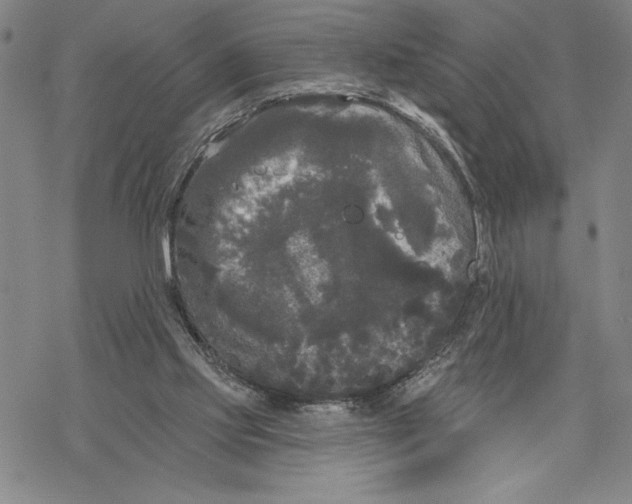 X0000068770061200605191658