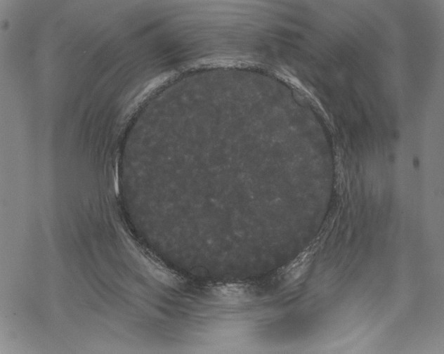 X0000068770062200605191658