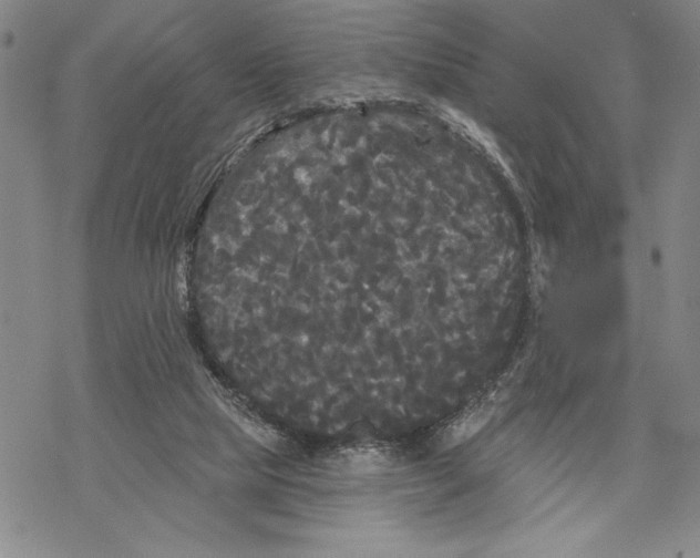 X0000068770065200605191658