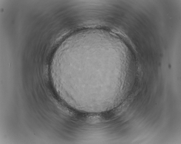 X0000068770066200605191658