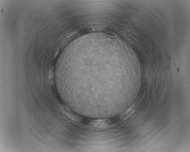 X0000068770082200605191659