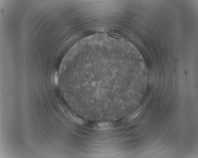 X0000068770095200605191659