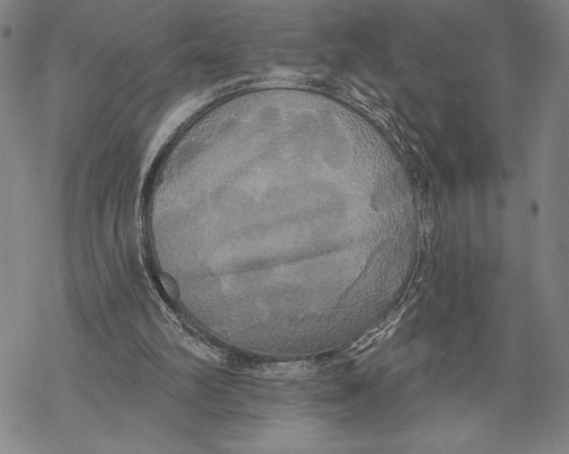 X0000068770102200605191658