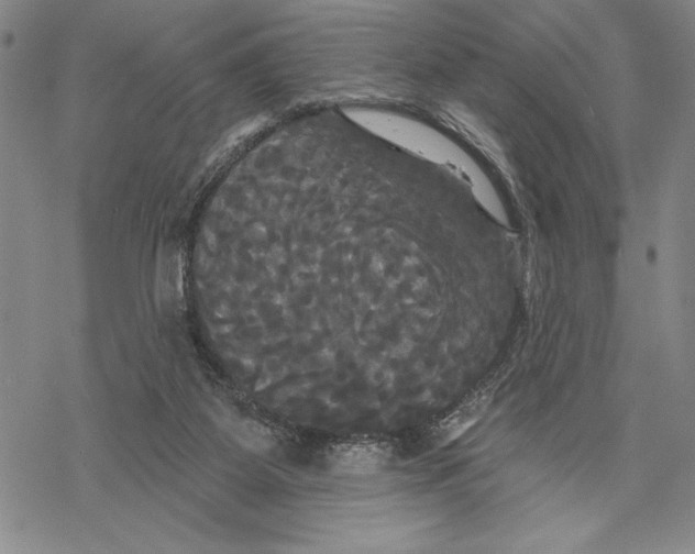 X0000068770115200605191658