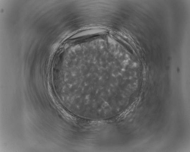 X0000068770145200605191656