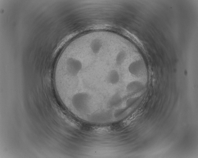 X0000068770155200605191657