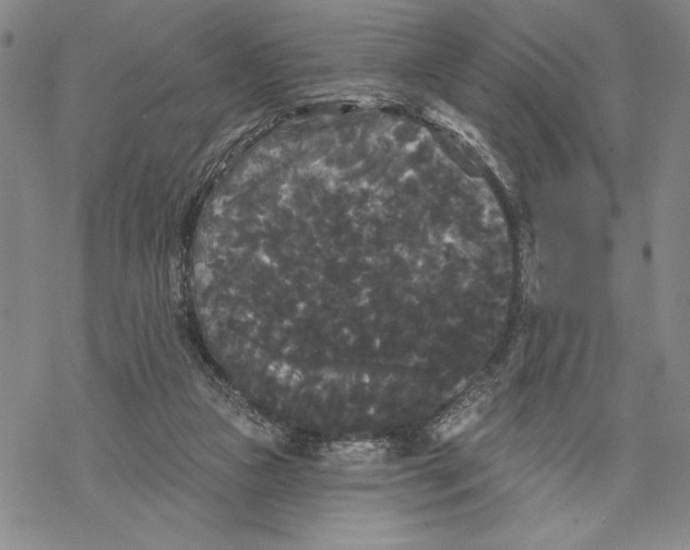 X0000068770161200605191657