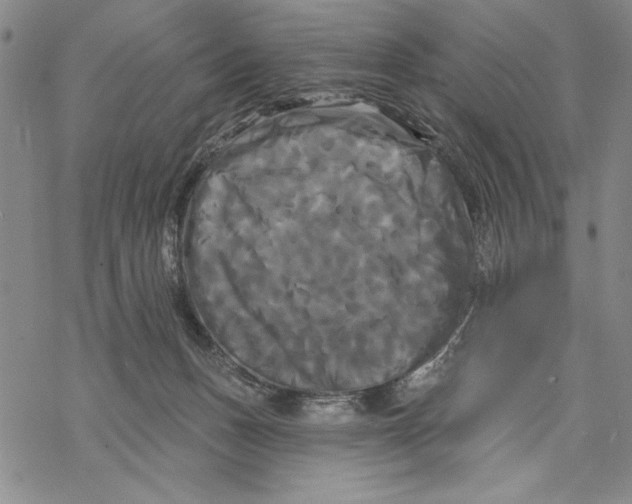 X0000068770175200605191657