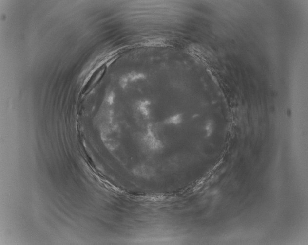 X0000068770194200605191656