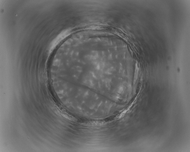 X0000068770198200605191656