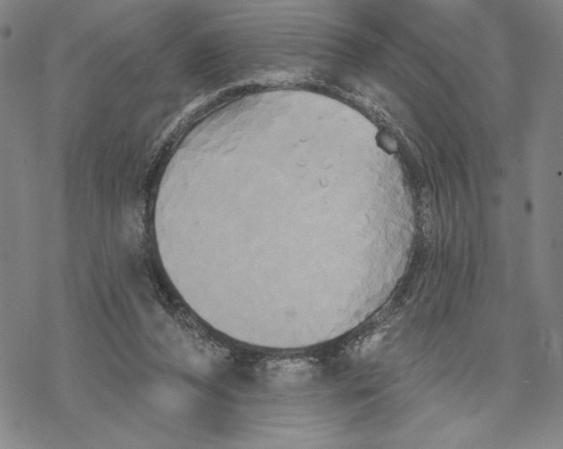 X0000068770208200605191656